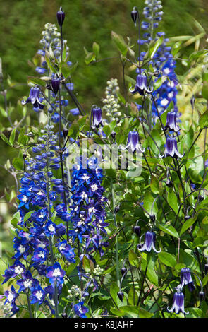 Delphinium & Metasequoia glyptostroboides faire combinaisons plantation idéale Banque D'Images