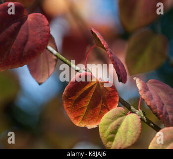 Cercidiphyllum japonicum katsura est un arbre ou plusieurs tiges moyennes arbre japonais avec des feuilles en forme de cœur qu'une substitution, prune rouge, jaune et o Banque D'Images