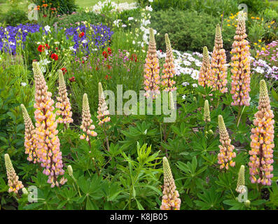 Dans un swarby abricot lupins Chalet jardin Banque D'Images