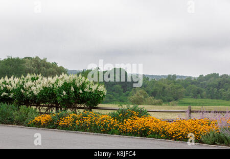 Fleurs et plantes à côté d'une route dans la région de bridgehampton, ny Banque D'Images