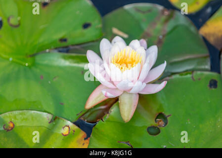 Water Lilly avec fleur, détaillée, Southampton, ny Banque D'Images