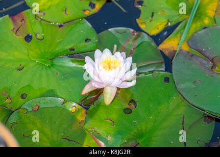 Water Lilly avec fleur, détaillée, Southampton, ny Banque D'Images