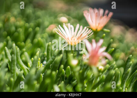 Alan's abricot, ou 'hardy ice plant', la floraison dans le jardin botanique de Denver. Banque D'Images