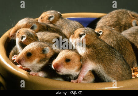 Hamster syrien ou doré (Mesocricetus auratus). Portée de 10 jeunes, 15 jours. Maintenant les yeux ouverts. Banque D'Images