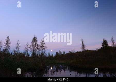 Lune d'automne dans le ciel au-dessus de la forêt swamp Banque D'Images