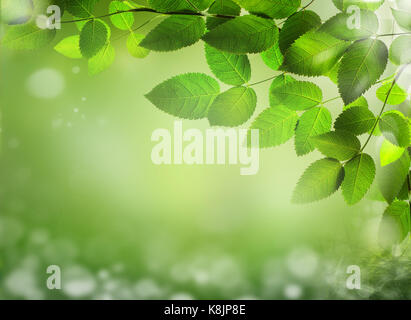 Résumé arrière-plan flou artistique avec l'herbe de printemps Banque D'Images