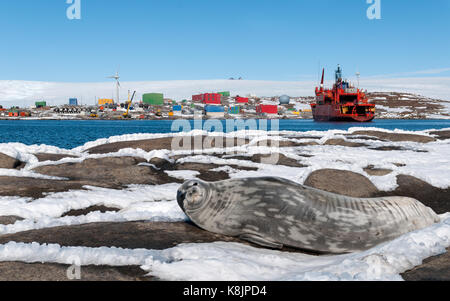 Phoque de Weddell adultes en face de navire aurora australis et mawson station, antarctica Banque D'Images