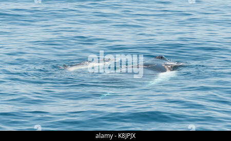 La baleine à bosse et de veau nouveau-né, Kimberley, Australie Banque D'Images