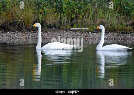 Deux cygnes chanteurs natation sur le lac calme. Banque D'Images