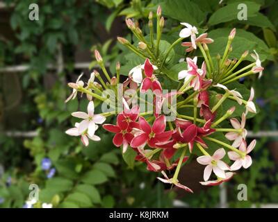 Magnifique Rangoon Creeper Banque D'Images