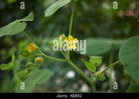 L'Abutilon theophrasti Banque D'Images