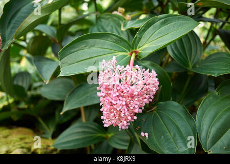 Medinilla speciosa Banque D'Images