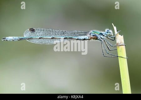 Lobos bahia club damselfy (Lestes sponsa) Banque D'Images