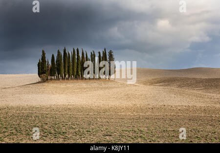 Le beau cyprès près de San Quirico d'orcia, toscane, avec un orage approche. Banque D'Images