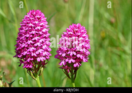 Anacamptis pyramidalis, orchidée pyramidale Banque D'Images