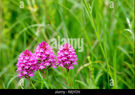 Anacamptis pyramidalis, orchidée pyramidale Banque D'Images