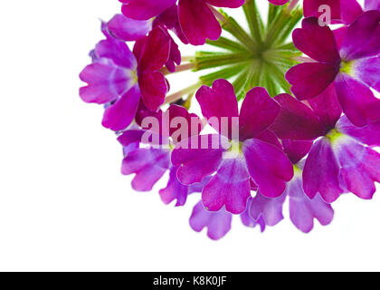 Verveine fleurs éclatantes sur blanc. Banque D'Images