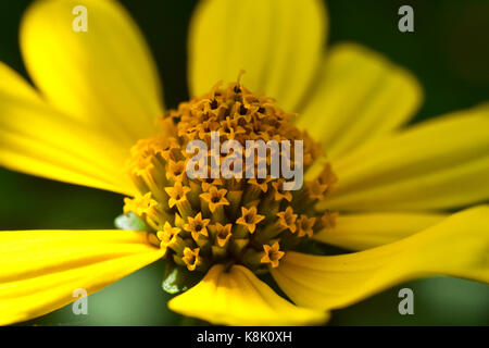 Cône jaune fleur Banque D'Images