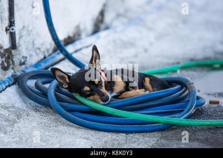 Chien recroquevillé dans un arrosage Banque D'Images