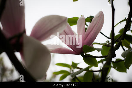 Parfum délicat de magnolias l'air à Kew gardens Banque D'Images