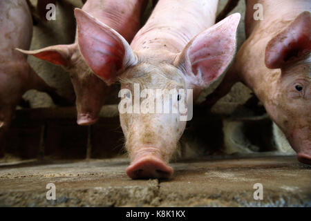 Exploitation porcine financé par un prêt de 1,5 millions d'riel chamroeun microfinance. Cambodge. Banque D'Images