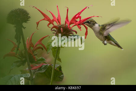 Un colibri femelle se nourrissant de monardes. Banque D'Images