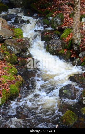 Babillage du ruisseau sur un flanc de montagnes Adirondack avec petites cascades au printemps. Banque D'Images