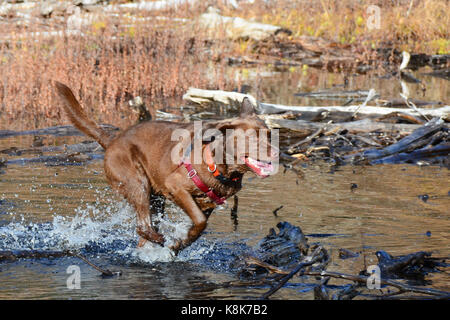 Chiot labrador chocolat course avec enthousiasme et éclaboussant par une grande flaque d'eau. Banque D'Images