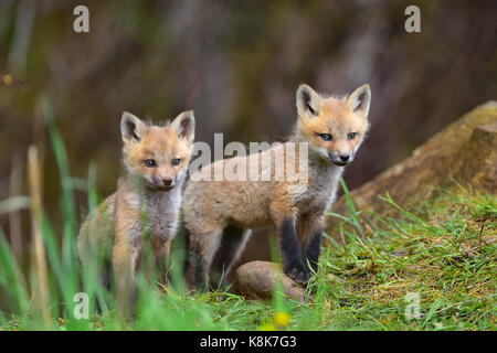 Cute little fuzzy deux kits red fox (Vulpes vulpes) leur nouvel environnement dans une forêt prairie. Banque D'Images