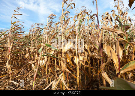 Les tiges de maïs sèches de plus en plus nombreuses dans le domaine de l'agriculture. sur les tiges sont vertes feuilles. photographié sur un fond de ciel bleu. close-up. Banque D'Images