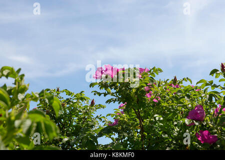 Feuillage vert et fleurs rose rouge photographié close-up dans l'été. L'accent sur l'inflorescence. peu de profondeur de champ et ciel bleu avec des nuages dans Banque D'Images