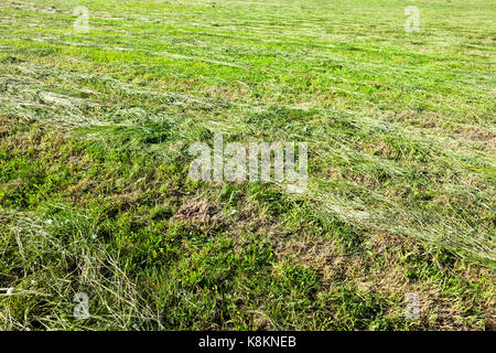 Prairie avec bandes à partir de l'herbe tondue au cours de la préparation du fourrage pour les animaux domestiques. Printemps Photo close-up. Banque D'Images