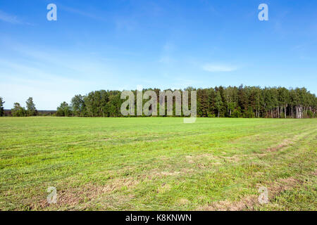 L'herbe tondue près de la forêt. Paysage de printemps avec la forêt en arrière-plan. prairie avec striped Banque D'Images