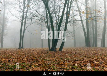 Les arbres situés dans le parc en saison d'automne dans un petit brouillard. le feuillage d'un érable tombé au sol et l'obscurité les troncs de plantes. La photo a été ta Banque D'Images