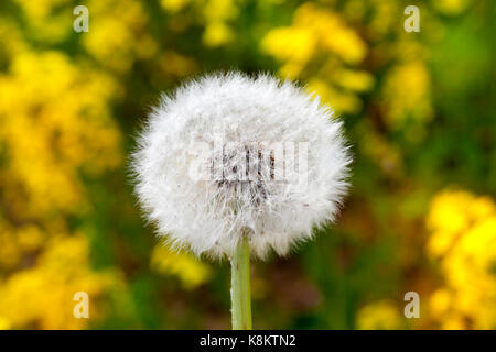 Le pissenlit s'est évanouie dans la saison du printemps. close-up, se concentrer sur les graines et fleurs ball Banque D'Images