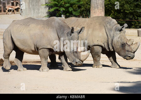 Madrid, Espagne. Sep 19, 2017. deux rhinocéros blanc (Ceratotherium simum) photographié à madrid zoo. crédit : Jorge sanz/pacific press/Alamy live news Banque D'Images