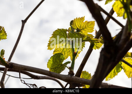 Photo gros plan de plusieurs jeunes feuilles vert clair de raisins, commençant à se développer dans la saison du printemps Banque D'Images