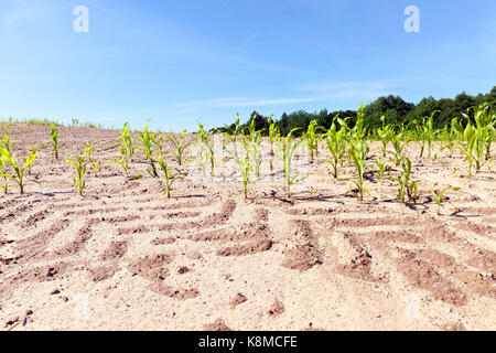 Les traces d'un tracteur sur le sol d'un champ agricole sur lequel le maïs vert est cultivé. photo close-up dans la saison du printemps. en arrière-plan Un bleu Banque D'Images