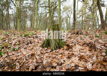 Couvert de mousse verte souche d'arbre. photographié sur un fond de feuilles tombées dans une forêt d'automne. Banque D'Images