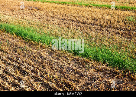 La mauvaise récolte de blé, le grain de la récolteuse tombé sur le sol et pris de nouvelles céréales céréales récoltées entre des rangées de tiges jaune. o Banque D'Images