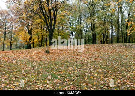 Sec jaune feuilles tombées sur l'herbe verte dans le parc de la ville en automne. photographié de près. à l'arrière-plan, arbres aux feuilles jaunies. Banque D'Images