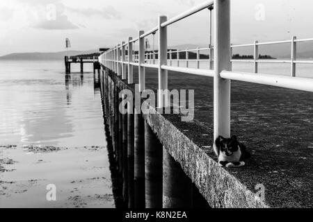 Un chat posant sur un quai sur un lac Banque D'Images