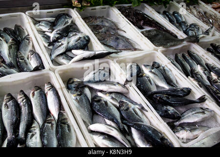 Le poisson frais - sea bass sur le marché aux poissons Banque D'Images