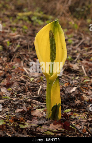 Lysichiton jaune, Lysichiton americanus, dans des forêts, Devon. Banque D'Images