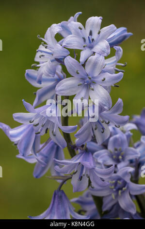 Bluebell espagnol, Hyacinthoides hispanica, en fleurs au printemps ; jardin. Banque D'Images