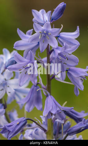 Bluebell espagnol, Hyacinthoides hispanica, en fleurs au printemps ; jardin. Banque D'Images