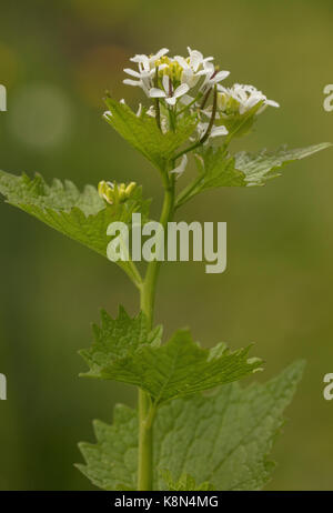 Jack-par-la-haie ou l'Alliaire officinale, Alliaria petiolata, en fleurs au printemps. Banque D'Images