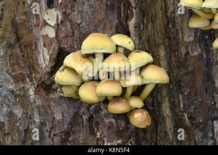 Touffe Hypholoma capnoides - conifères Banque D'Images