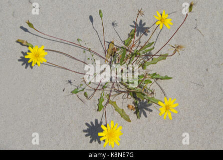 La floraison hawkbit en sable de dune Banque D'Images