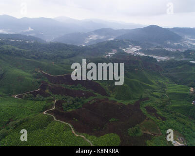 Photo aérienne - vue aérienne de la plantation de thé dans le Matin brumeux.situé dans la région de Cameron highland,pahang,Malaisie Banque D'Images